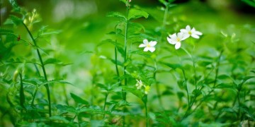 延吉柏翠园的物业究竟叫什么？