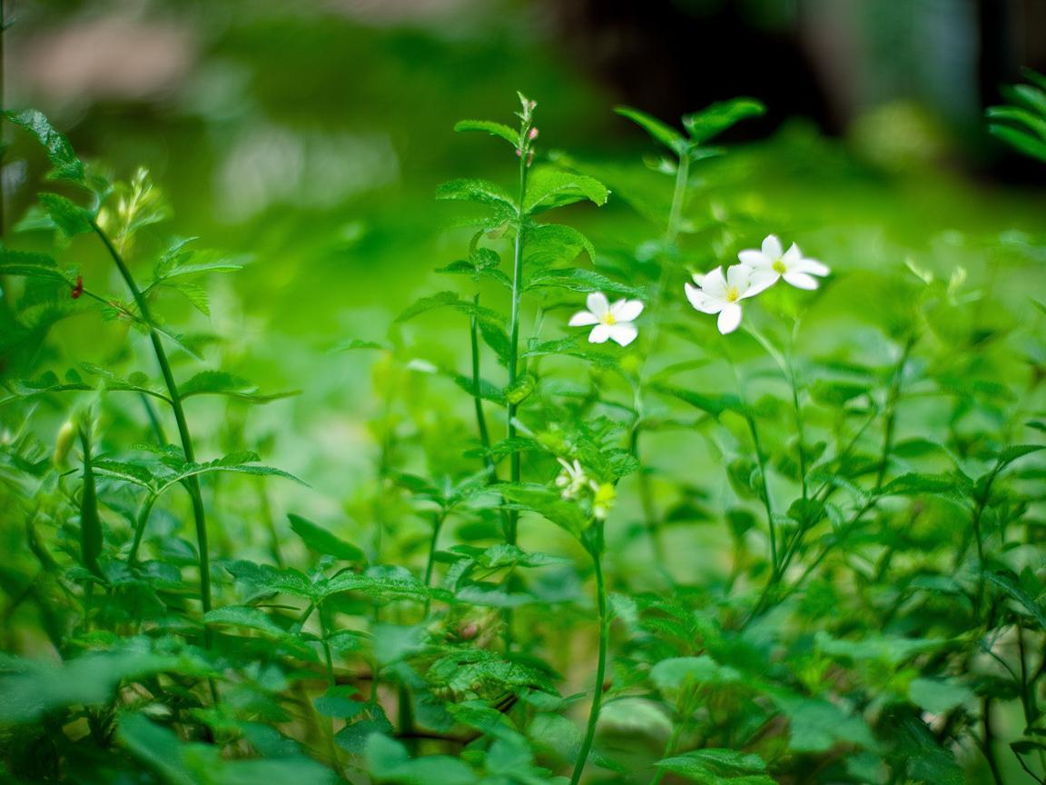 延吉柏翠园的物业究竟叫什么？